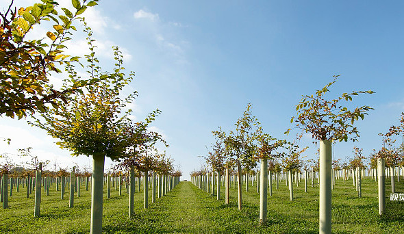 第十七屆泰山苗木花卉交易會將于30日開幕