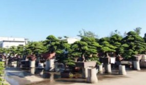 每一個老平洲人都逛過的市場，要拆了……