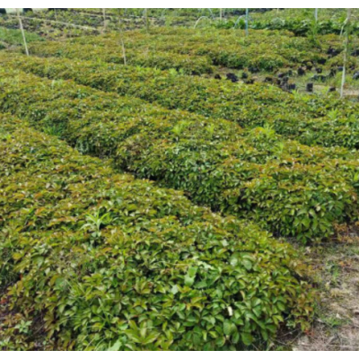 三角梅 勒杜鵑 綠櫻白花 多規(guī)格顏色花卉盆栽 園林花境植物批發(fā)