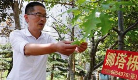 「肥西苗卉 貝海拾珠」“苗”準市場需求 走出苗木經營新路子