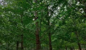 經濟樹種將成苗木市場的重要角色，發展“錢”景不容小覷