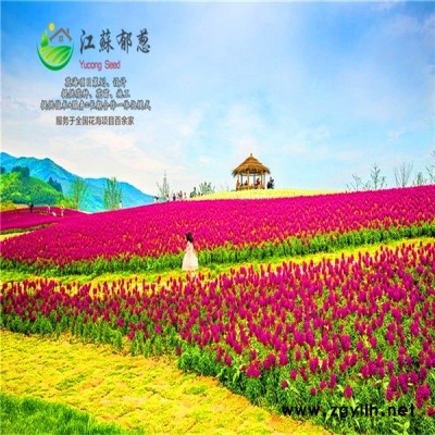 甘肅省武威市花海項目設計公司免費設計