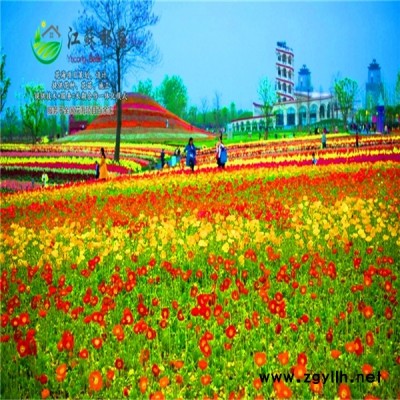 新疆喀什花海項目策劃效果專業花海