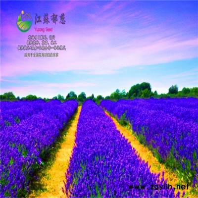 湖北省宜昌市花海項目規劃指導施工專業花海