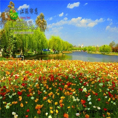 內蒙古包頭市花海項目規劃指導施工專業花海