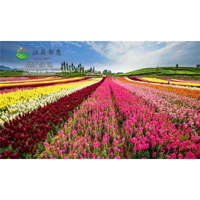 無(wú)憂樹種子種植技術(shù)方法...免費(fèi)試鐘