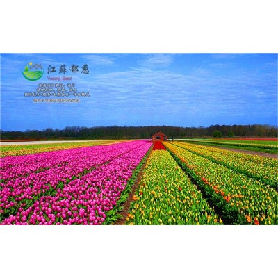 羅勒種子種植技術(shù)方法...高發(fā)芽率