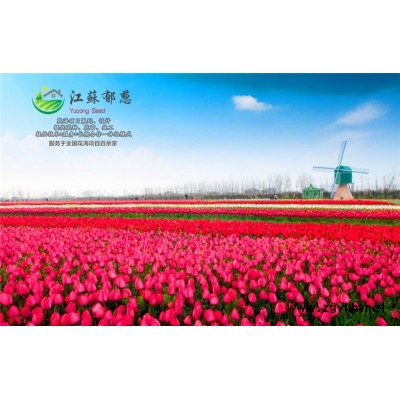 綠葉雞冠花種子哪里有賣的...認證企業