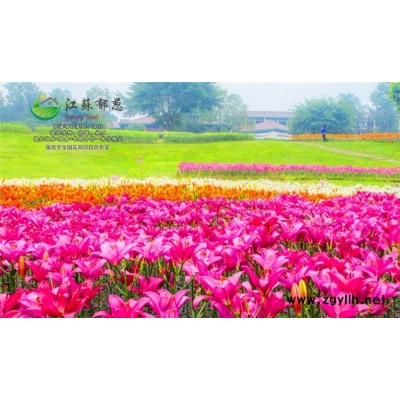 紅衣仙子種子一般多少錢一斤...高發芽率