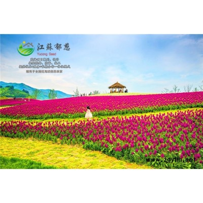 琉璃苣種子一般多少錢一斤...認(rèn)證企業(yè)