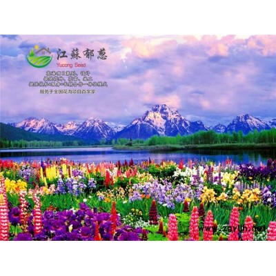 太陽花種子哪里有賣的...認證企業