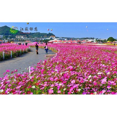 油桐種子價格...認證企業