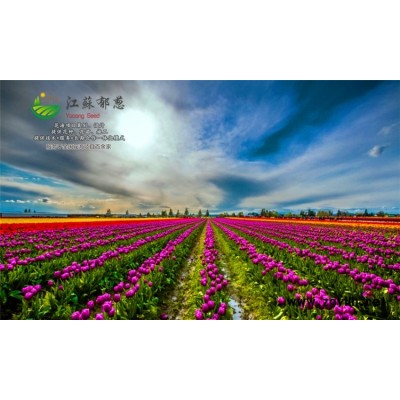 檀香種子哪里有賣的...免費試鐘