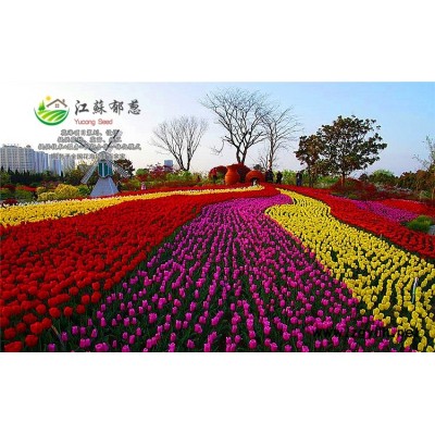 檜柏種子種植技術方法...高發芽率