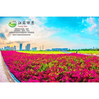 荷蘭菊種子價格...免費試鐘