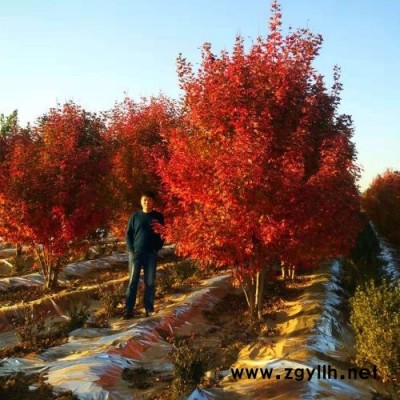 高度7米叢生美國紅點紅楓-東楓園林-黃石叢生美國紅點紅楓