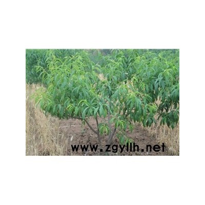 桃樹苗-吳中區東山繁茂苗木場-水蜜桃樹苗