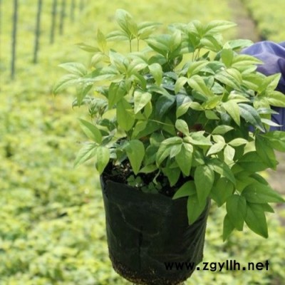 金華新品紅葉南天竹-新品紅葉南天竹多少錢一棵-東楓園林