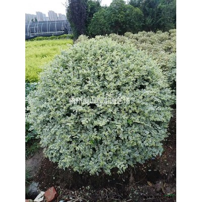 供應茶梅柱子：H150—220cm。P80—100—120—150cm