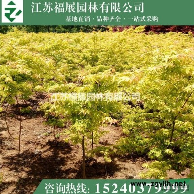 大葉女貞行情報(bào)價(jià)\大葉女貞圖片展示