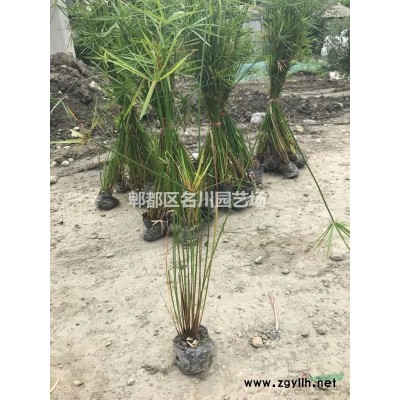 成都八棱海棠基地_海棠樹批發價格_扁紅海棠種植_扁棱海棠_海紅_苗圃直供