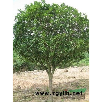 12公分小葉欖仁