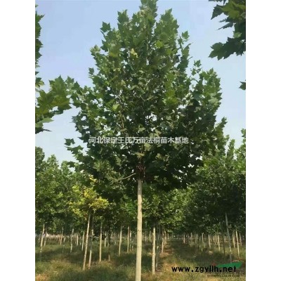 保定金枝國(guó)槐   河北金枝槐   保定金枝槐廠家