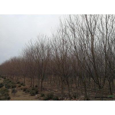 遼寧大連花園口 楊樹