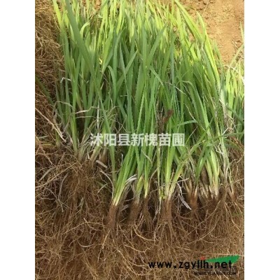 供金鑲玉竹 箬竹 剛竹 紫竹 早園竹