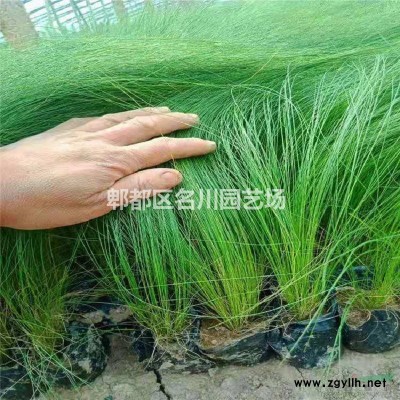 重慶千層金種子基地_金葉紅千層球_紅茶樹袋苗_金葉串錢柳_黃金香柳球_千層金綠籬