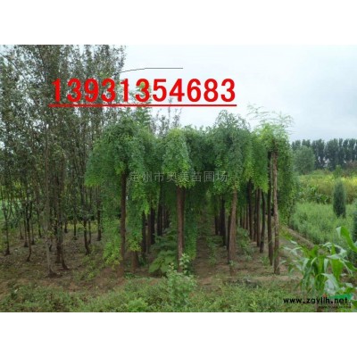 荷蘭菊 定州荷蘭菊 河北荷蘭菊 荷蘭菊價格