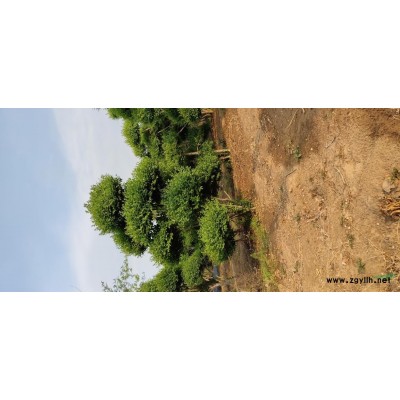 供應(yīng)造型對接白臘