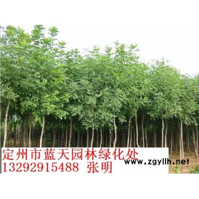 河北紅王子錦帶球高度一米五紅王子錦帶成活率高