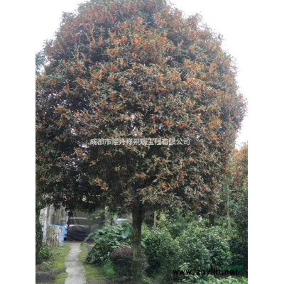 四川成都大量供應木本繡球 千目瓊花