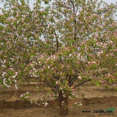 八棱海棠，海棠樹苗，海棠大樹，海棠古樹
