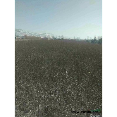 青海本地各類云杉面