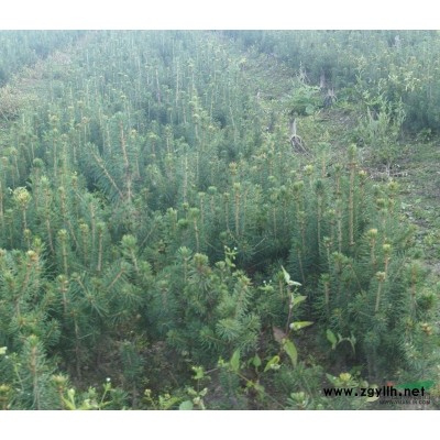 批發黑龍江伊春柳樹苗 樟子松樹苗 云杉樹苗 松樹苗