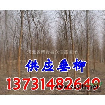 出售：平頭發(fā)冒白榆樹、平頭發(fā)冒白榆樹價格、8公分平頭白榆樹