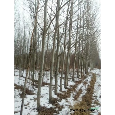 黑龍江地區(qū)供應(yīng)3~14公分銀中楊10000株