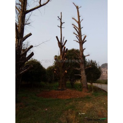 桂花白菜價圖片\桂花白菜價報價