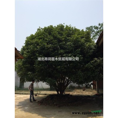 自產自銷紅葉石楠樹