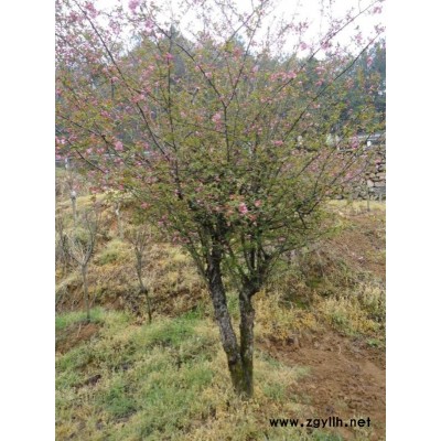 大量批發零售浙江高規格西府海棠苗，西府海棠樹苗