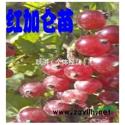 批發(fā)紅燈籠果苗 紅醋栗苗