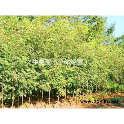 黑龍江省哈爾濱地區(qū)供應(yīng)花秋