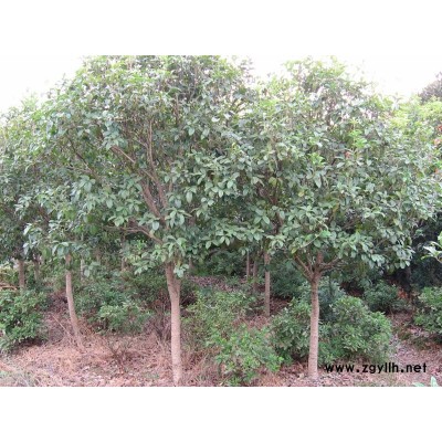 高規格枸橘苗 圍墻專用枸橘苗 嫁接專用枸橘苗 當年枸橘小苗