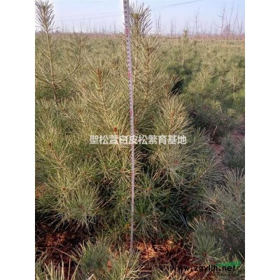 優質白皮松小苗40cm高營養袋