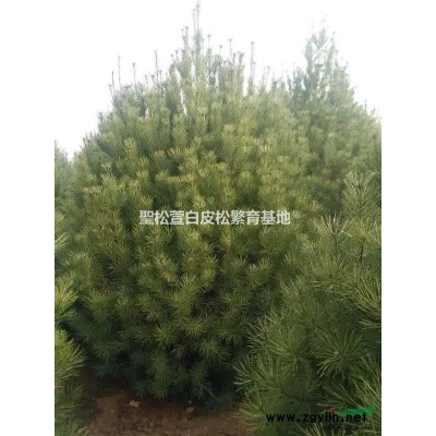 陜西白皮松規格*,白皮松價格優惠低價銷售