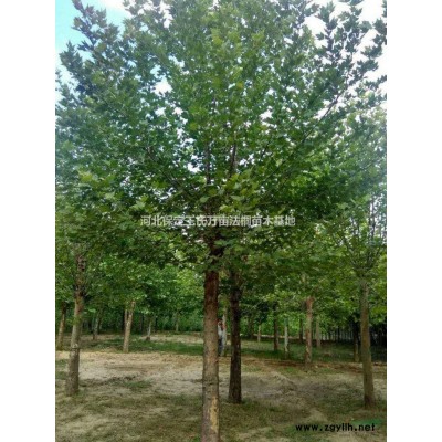 保定西府海棠基地 保定西府海棠批發(fā)價(jià)格 京津苗圃花卉