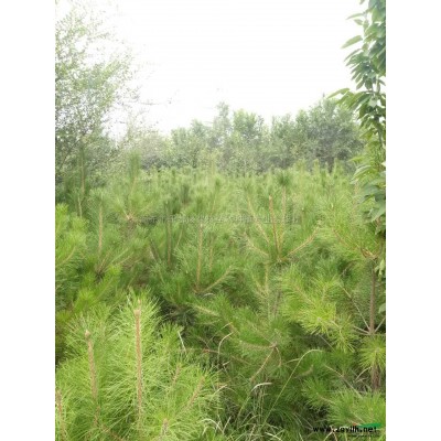 云杉3行情報價\云杉3圖片展示