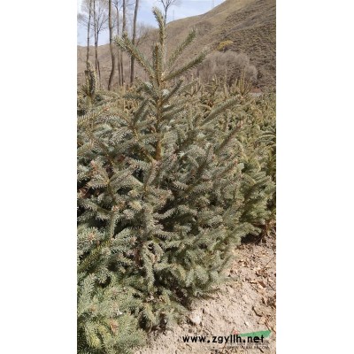 青海云杉